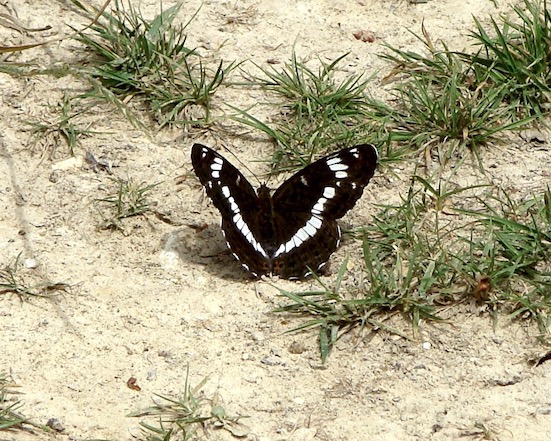 white admiral